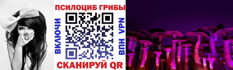 купить   Шебекино  Псилоцибиновые грибы Psilocybine cubensis 